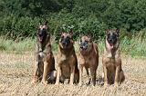 MALINOIS 947